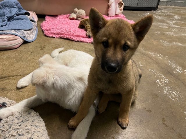 SUNSHINE, a Adopted mixed breed in Agoura Hills, CA image 1/5