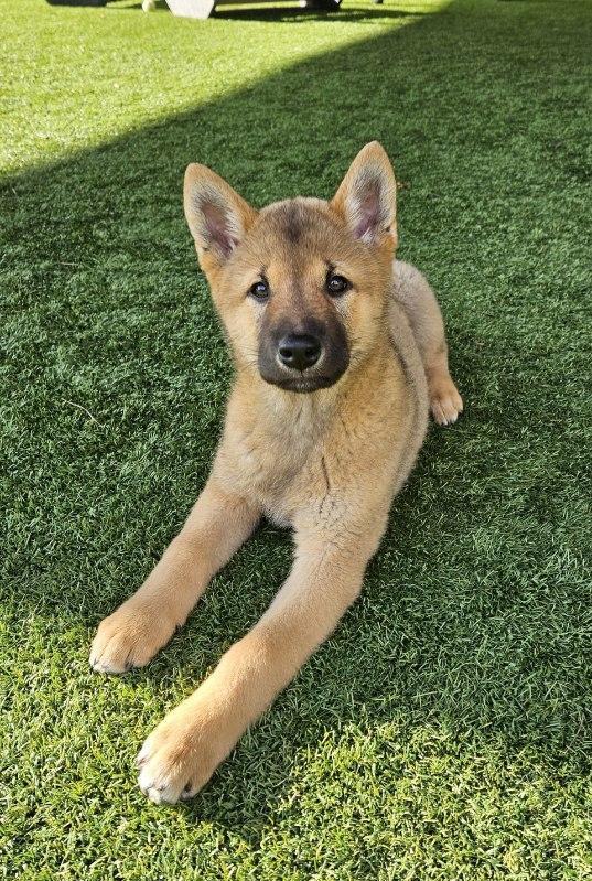 SUNSHINE, a Adopted mixed breed in Agoura Hills, CA image 2/5