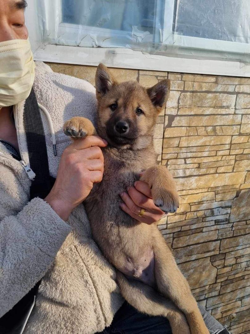 SUNSHINE, a Adopted mixed breed in Agoura Hills, CA image 3/5