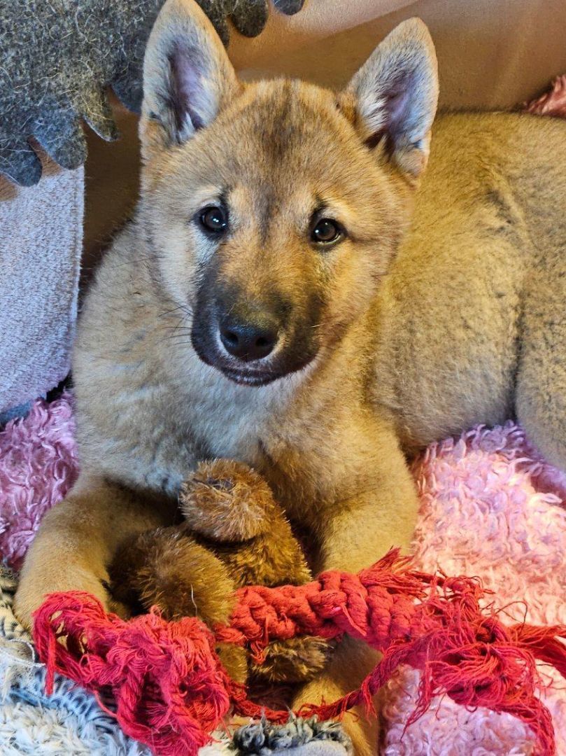 SUNSHINE, a Adopted mixed breed in Agoura Hills, CA image 4/5