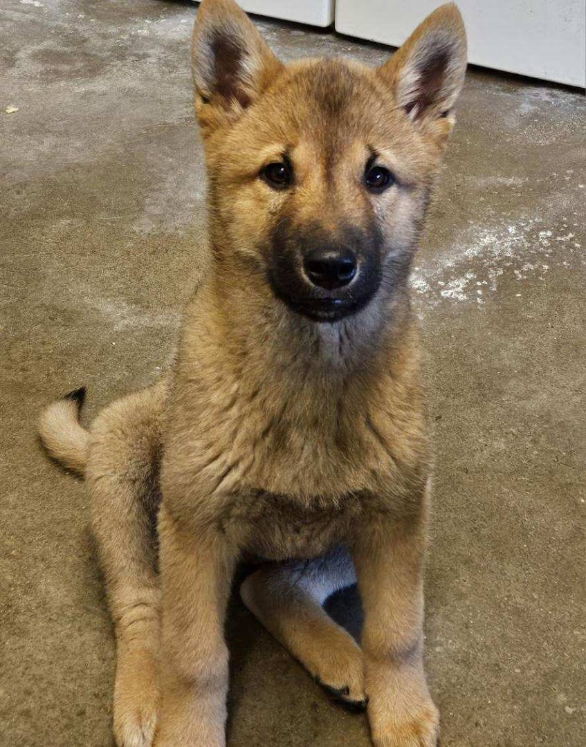 SUNSHINE, a Adopted mixed breed in Agoura Hills, CA image 5/5