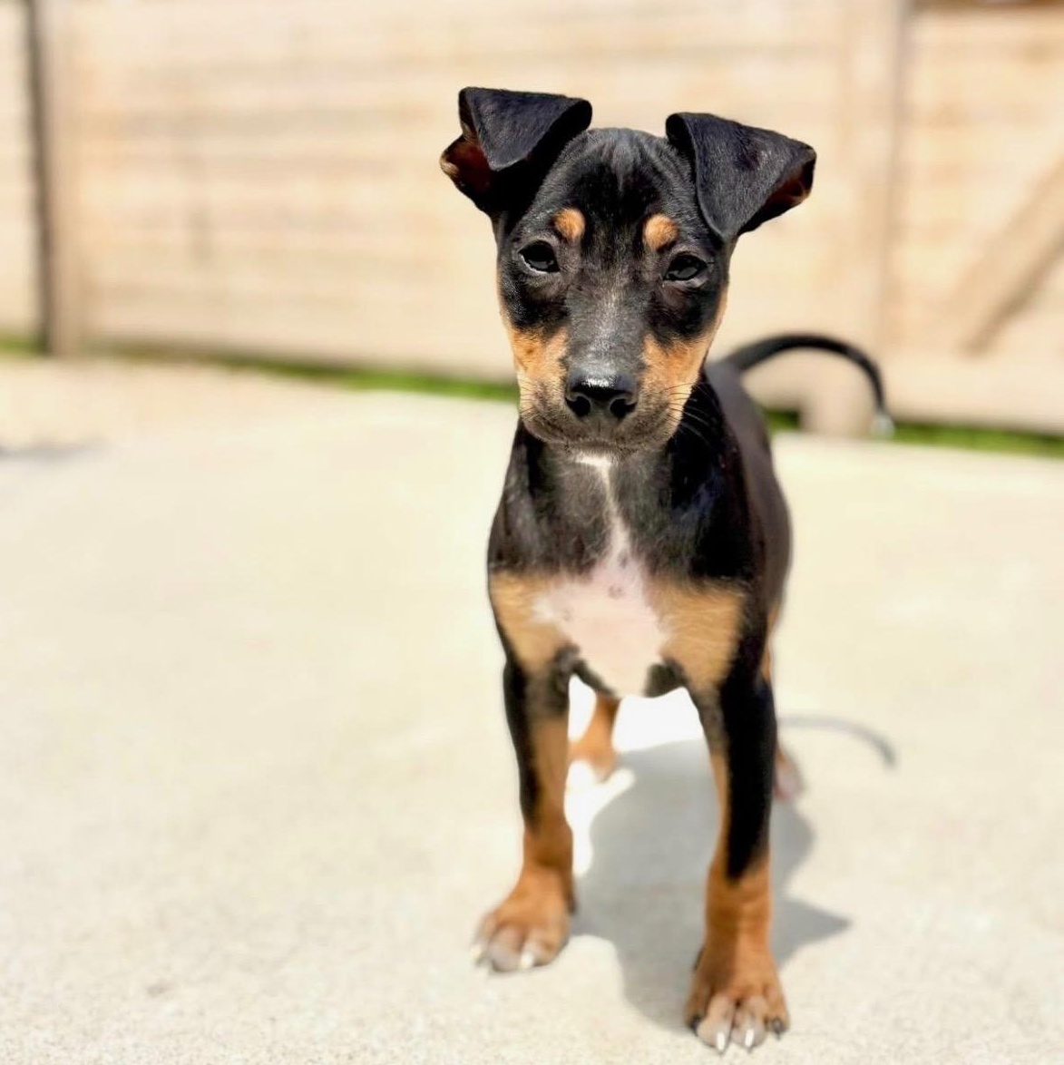 Murphy, Adoptable, Puppy Male Australian Shepherd & Jack Russell Terrier.