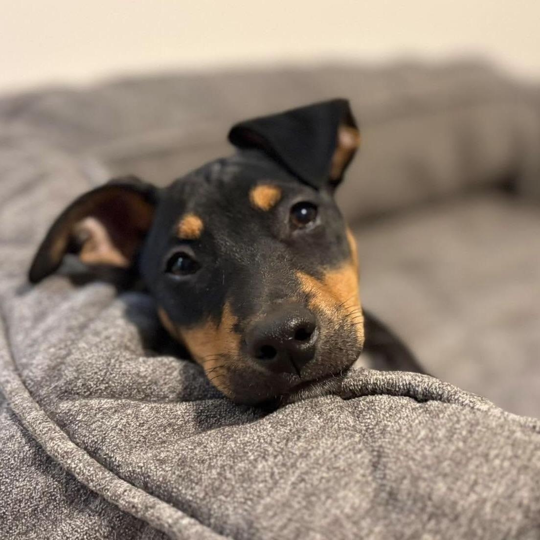 Murphy, Adoptable, Puppy Male Australian Shepherd & Jack Russell Terrier.