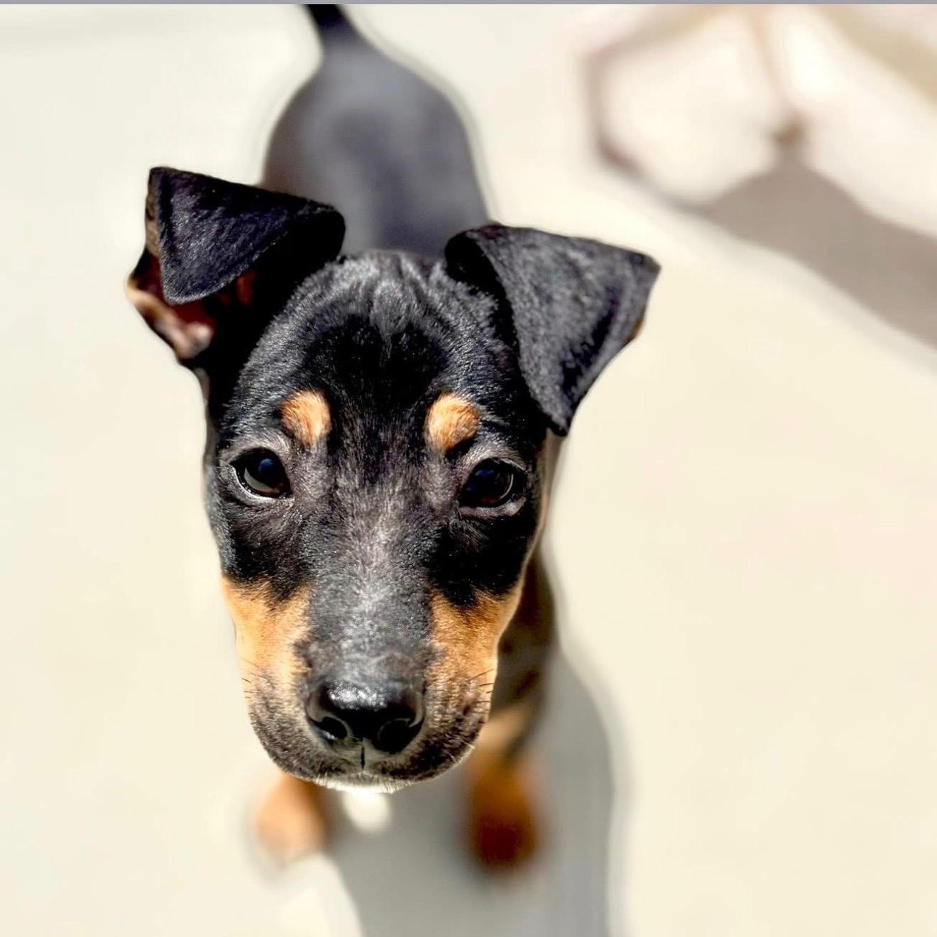 Murphy, a Adoptable mixed breed in Cedarburg, WI image 5/6