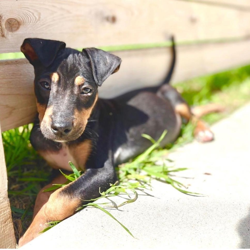 Murphy, a Adoptable mixed breed in Cedarburg, WI image 3/6