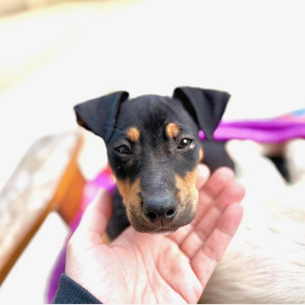Murphy, a Adoptable mixed breed in Cedarburg, WI image 2/6