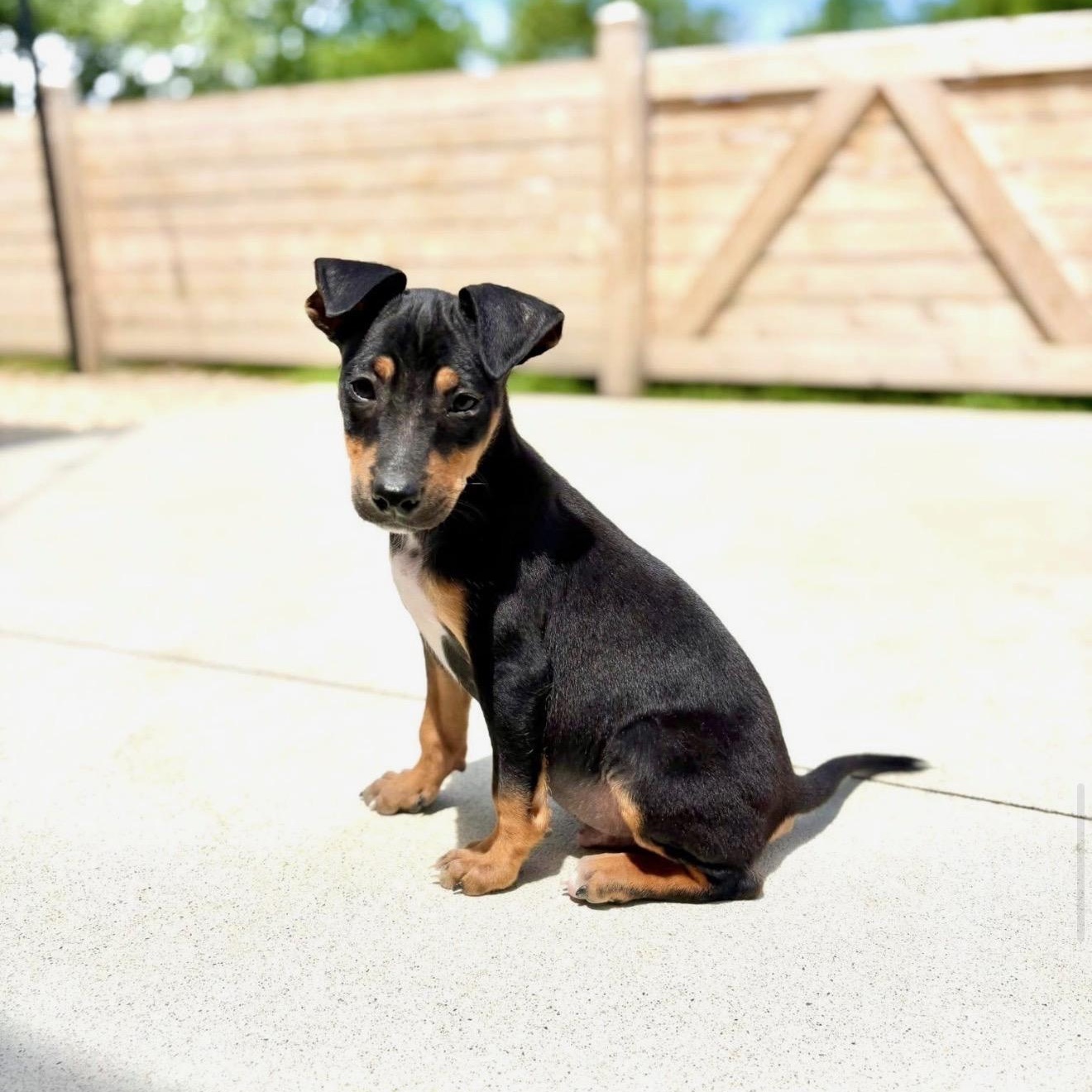 Murphy, a Adoptable mixed breed in Cedarburg, WI image 4/6