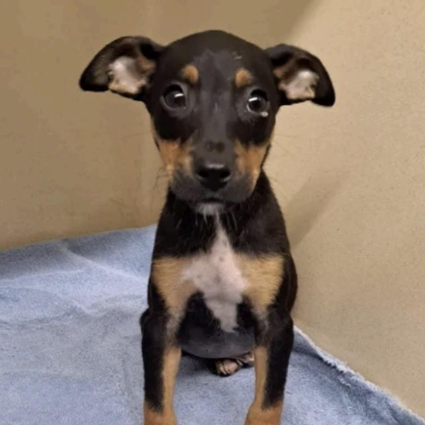 Murphy, a Adoptable mixed breed in Cedarburg, WI image 6/6