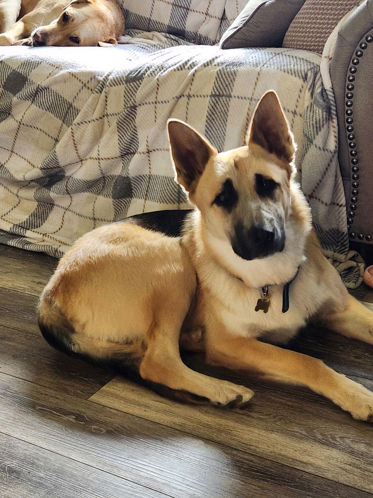 Jack, Adopted, Young Male German Shepherd Dog.