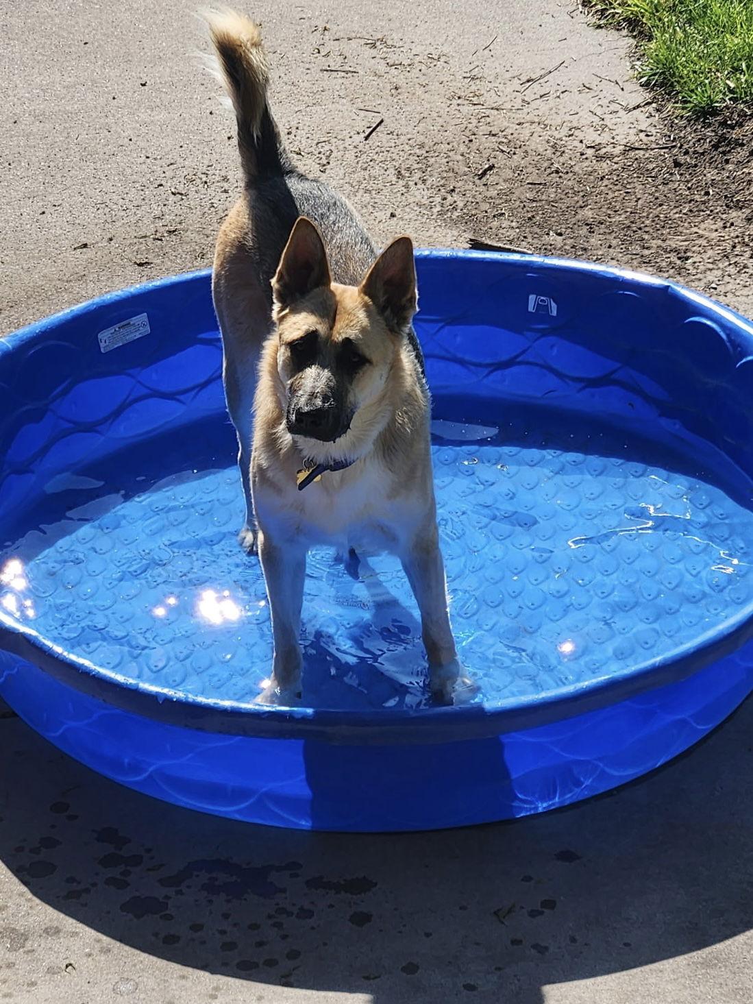 Jack, a Adopted German Shepherd Dog in Polson, MT image 2/2