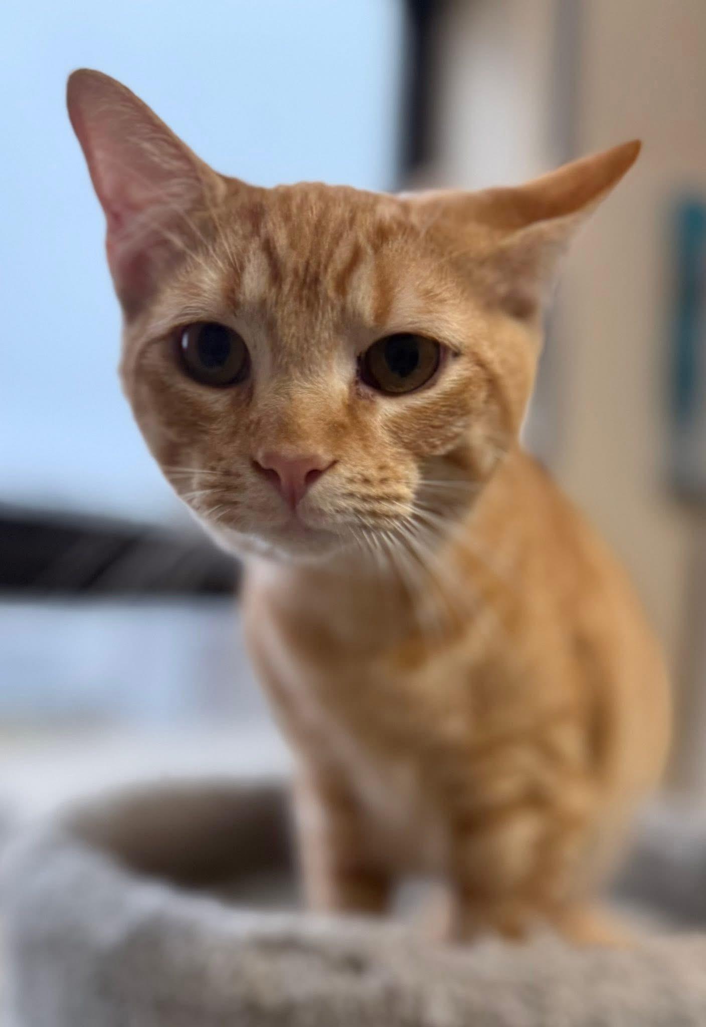 Enlarge Lennon, an adopted Tabby in Jackson, GA image 1/4