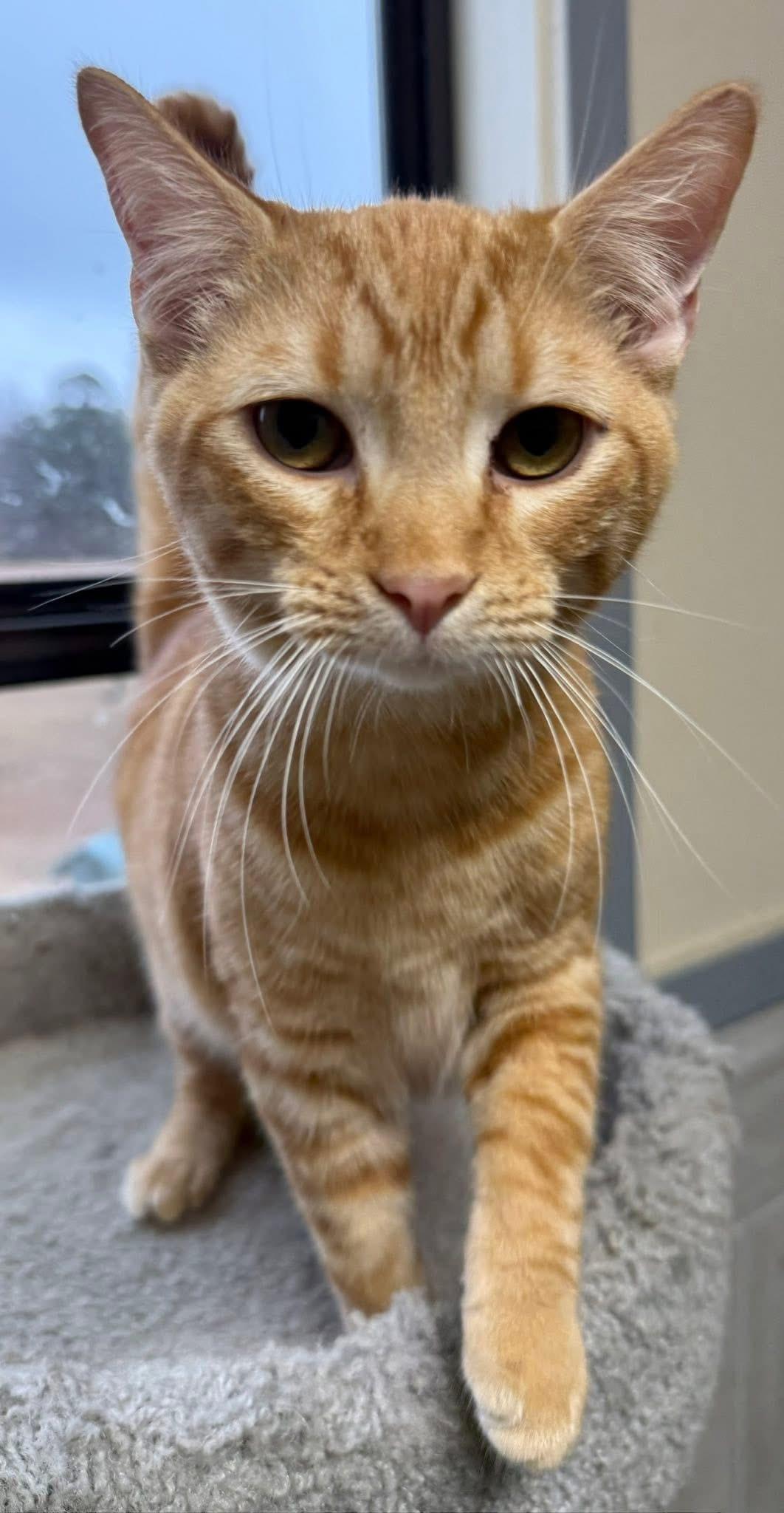 Enlarge Lennon, an adopted Tabby in Jackson, GA image 3/4