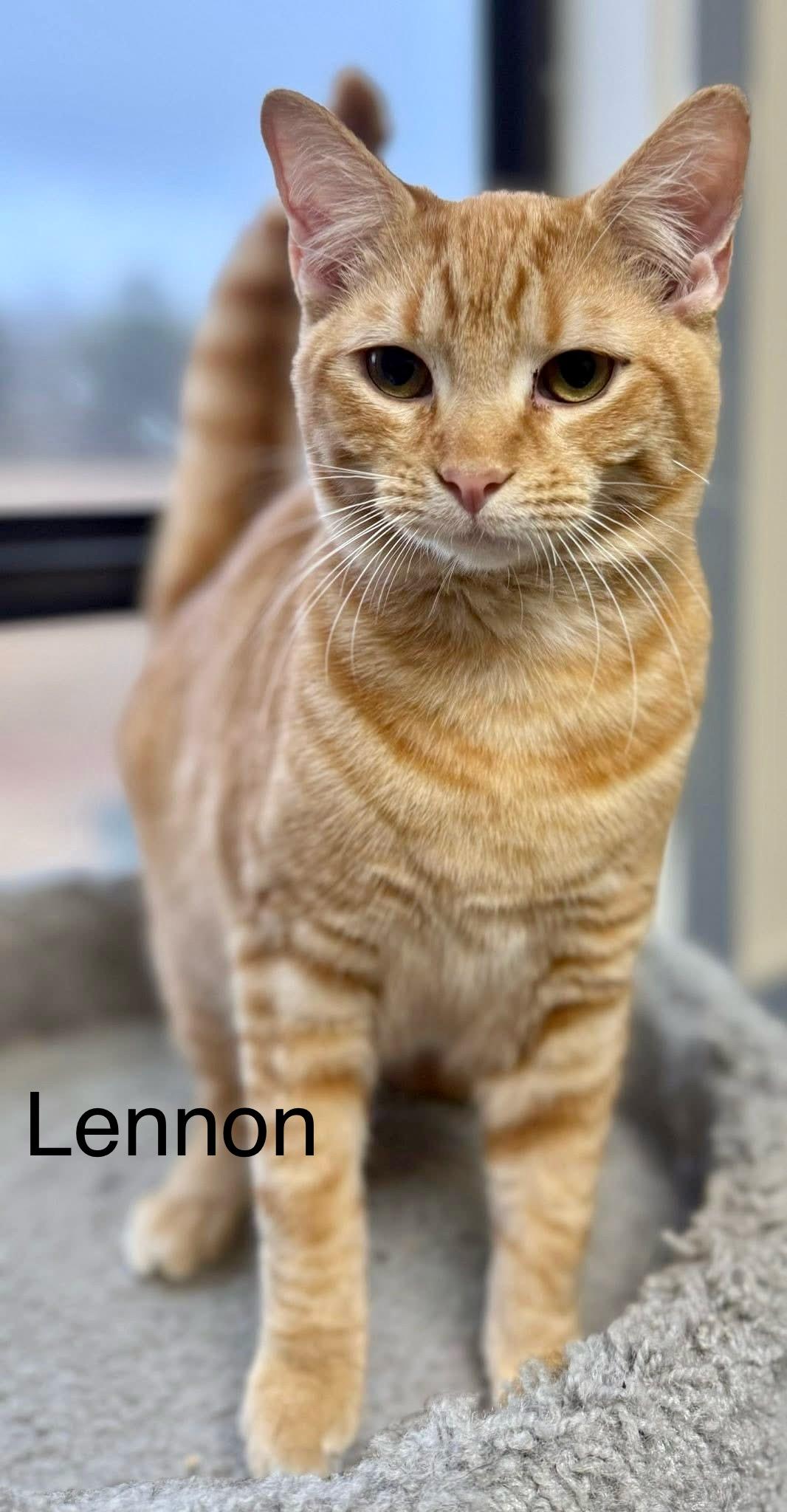 Enlarge Lennon, an adopted Tabby in Jackson, GA image 4/4