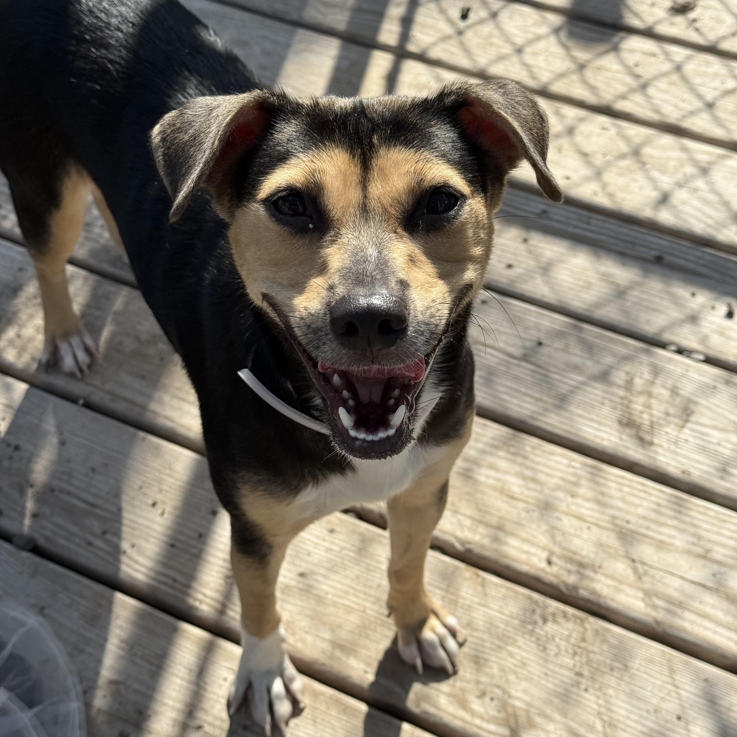 Avery, Adopted, Adult Female Miniature Pinscher.