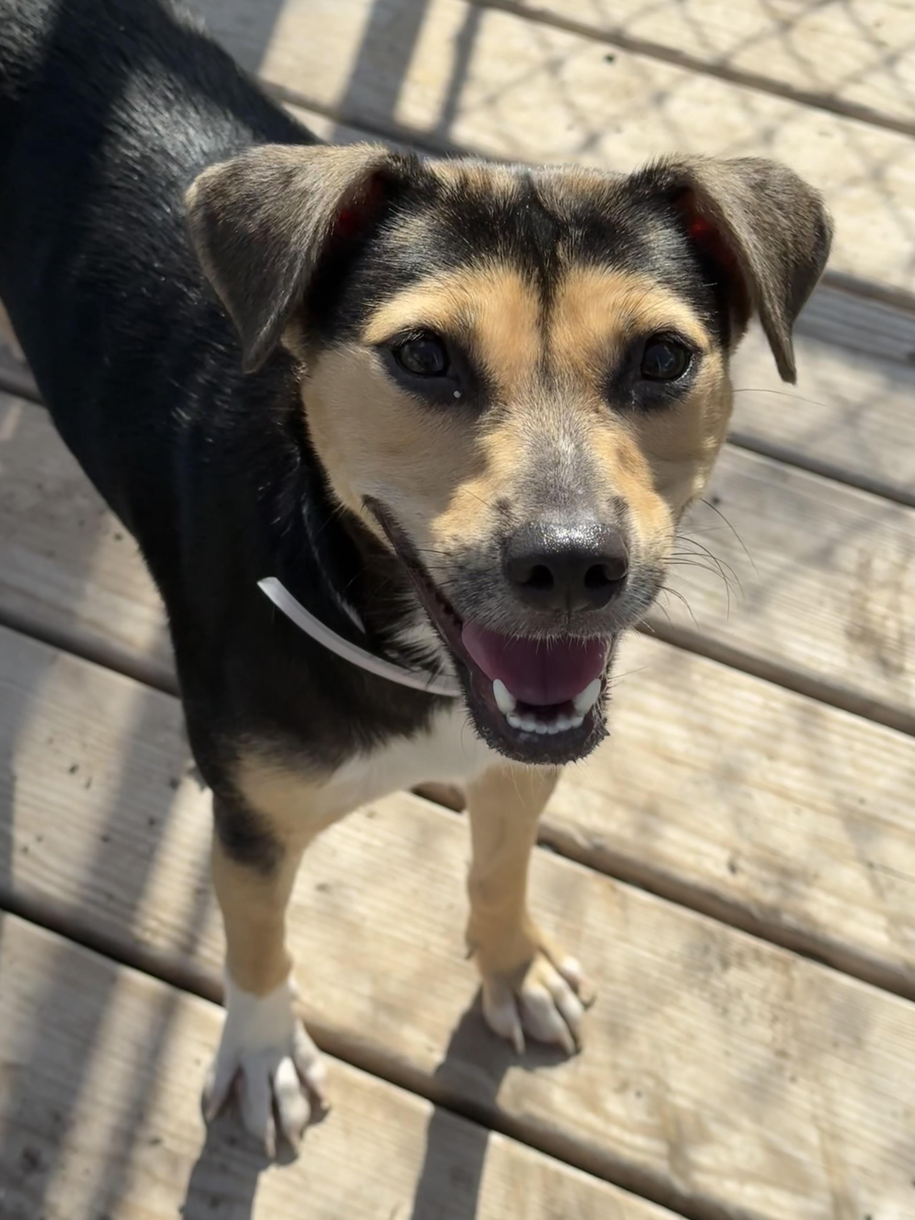 Enlarge Avery, a Adopted mixed breed in richmond, ME image 2/5