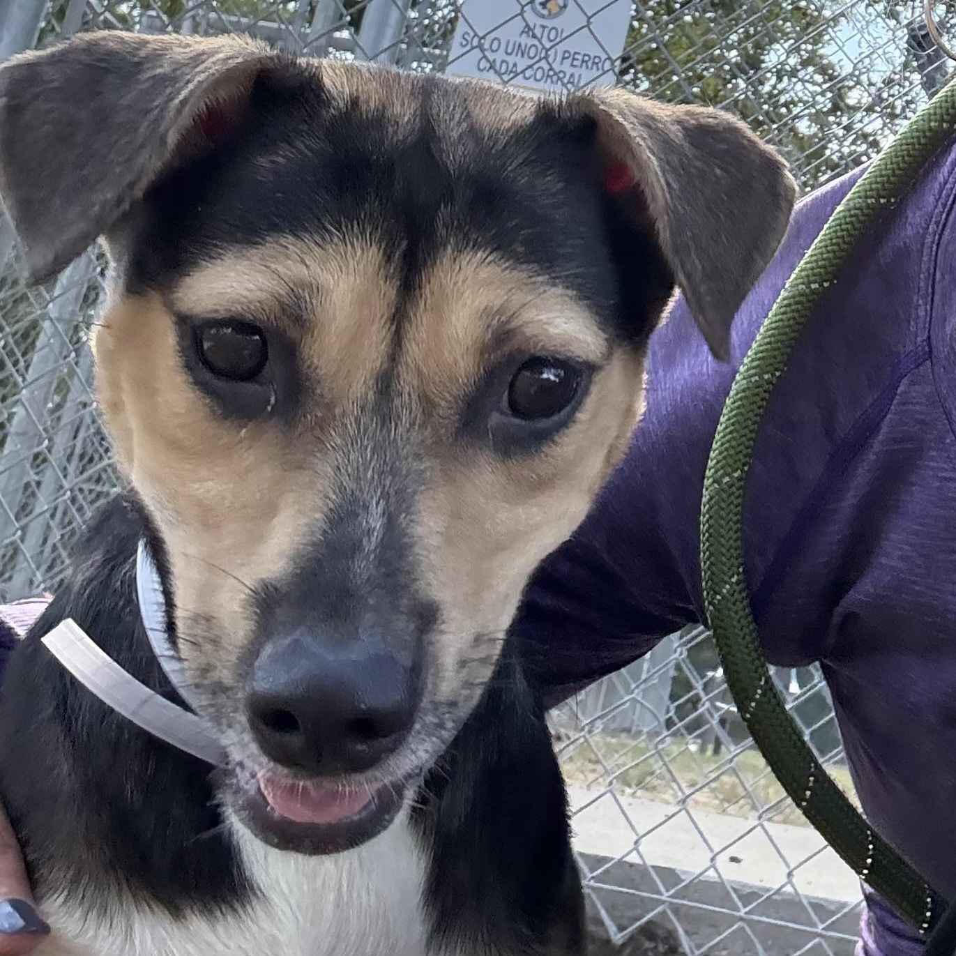 Enlarge Avery, a Adopted mixed breed in richmond, ME image 4/5