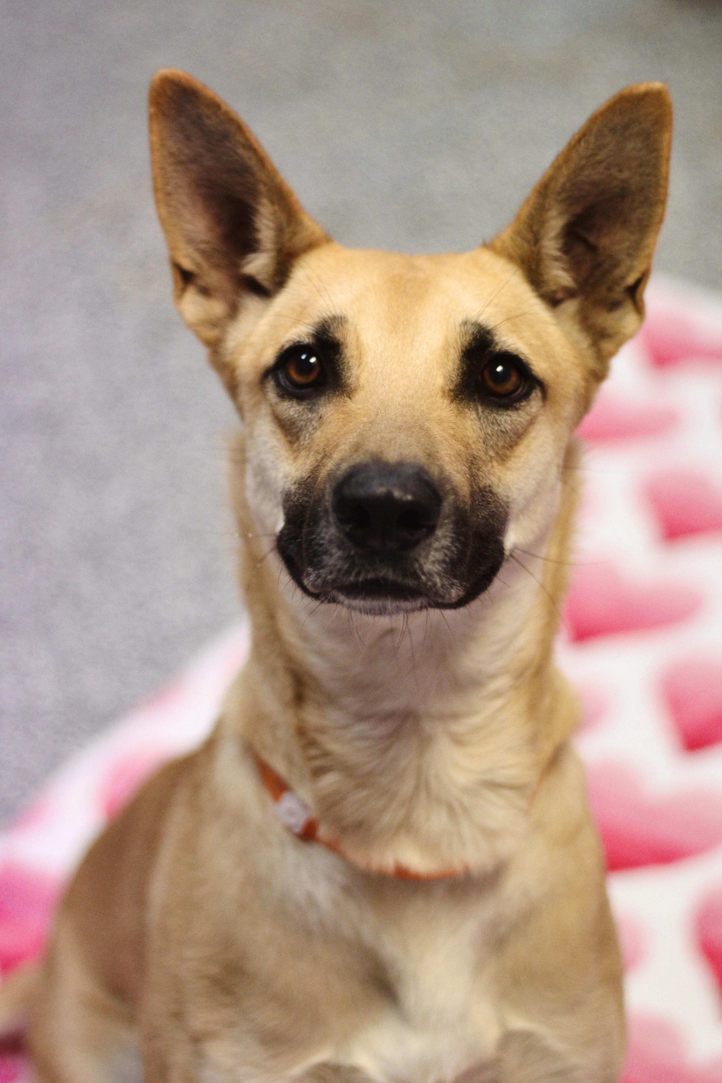 Mary Louise in NH! Come Meet our Adoptable Dogs Wednesday-Saturday. More info in Bio!