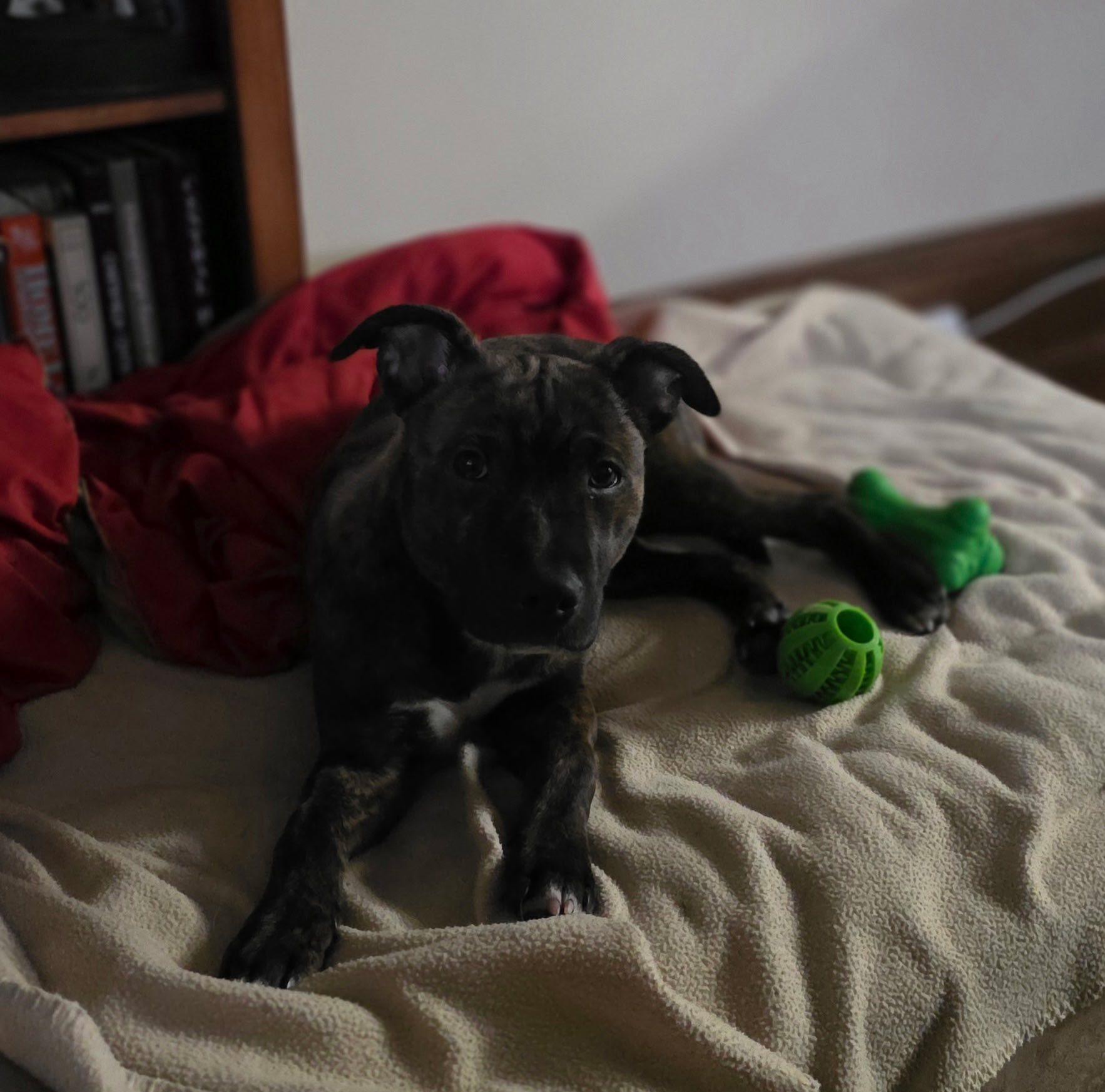 Seamus, Adoptable, Puppy Male Mixed Breed.