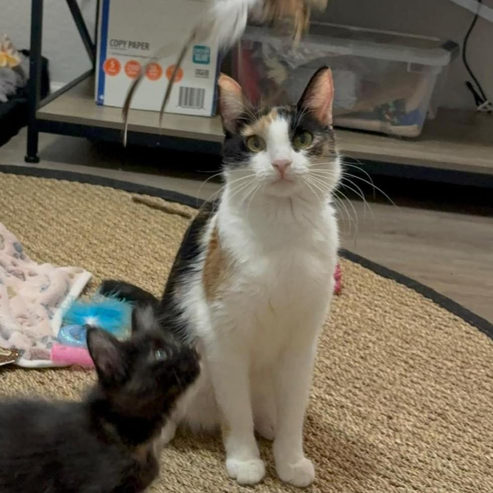 Enlarge Purrl, a ADOPTABLE Calico in Queen Creek, AZ image 2/3
