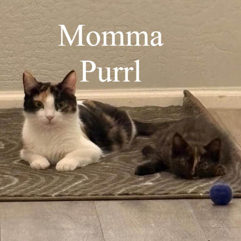 Enlarge Purrl, a ADOPTABLE Calico in Queen Creek, AZ image 3/3