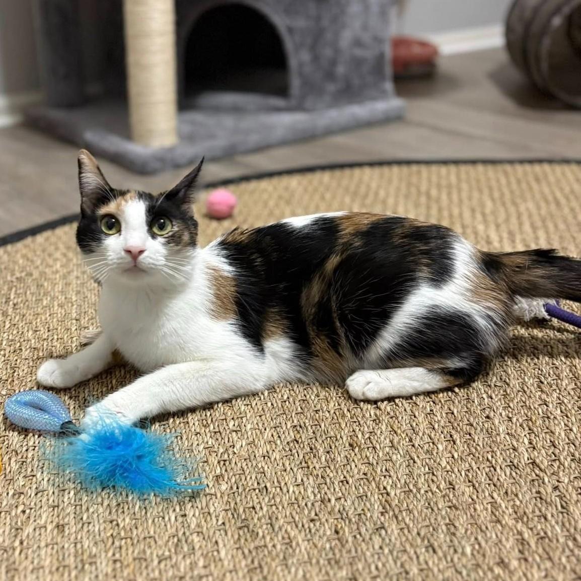 Purrl, ADOPTABLE, Young Female Calico.