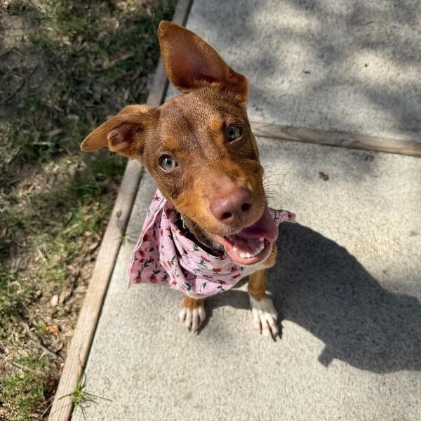 Peaches Rainbow Little Miss tender Toes, Adoptable, Puppy Female Pit Bull Terrier & Staffordshire Bull Terrier.