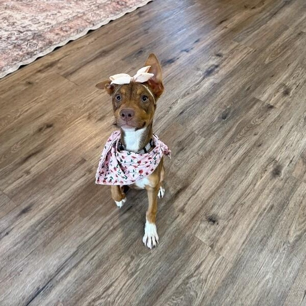 Enlarge Peaches Rainbow Little Miss tender Toes, a Adoptable mixed breed in Edmonds, WA image 4/6