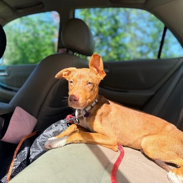 Enlarge Peaches Rainbow Little Miss tender Toes, a Adoptable mixed breed in Edmonds, WA image 2/6