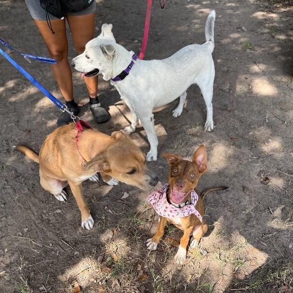 Enlarge Peaches Rainbow Little Miss tender Toes, a Adoptable mixed breed in Edmonds, WA image 3/6