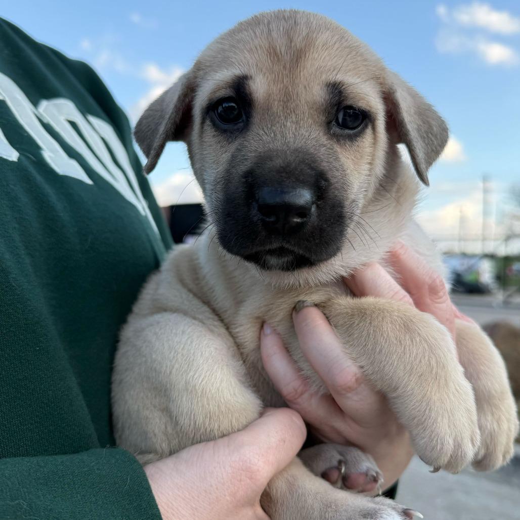 Leonie, Adoptable, Puppy Female Retriever & Mixed Breed.