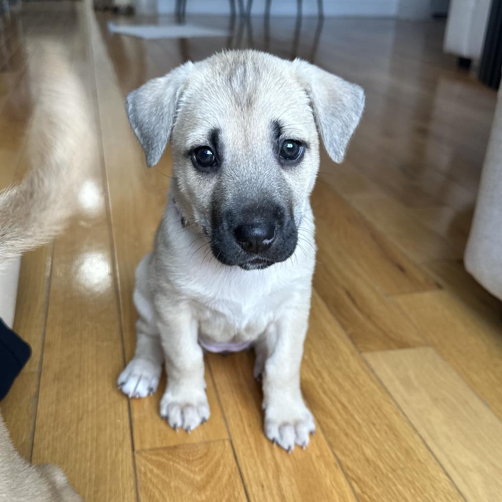 Enlarge Leonie, a Adoptable mixed breed in Brooklyn, NY image 2/2