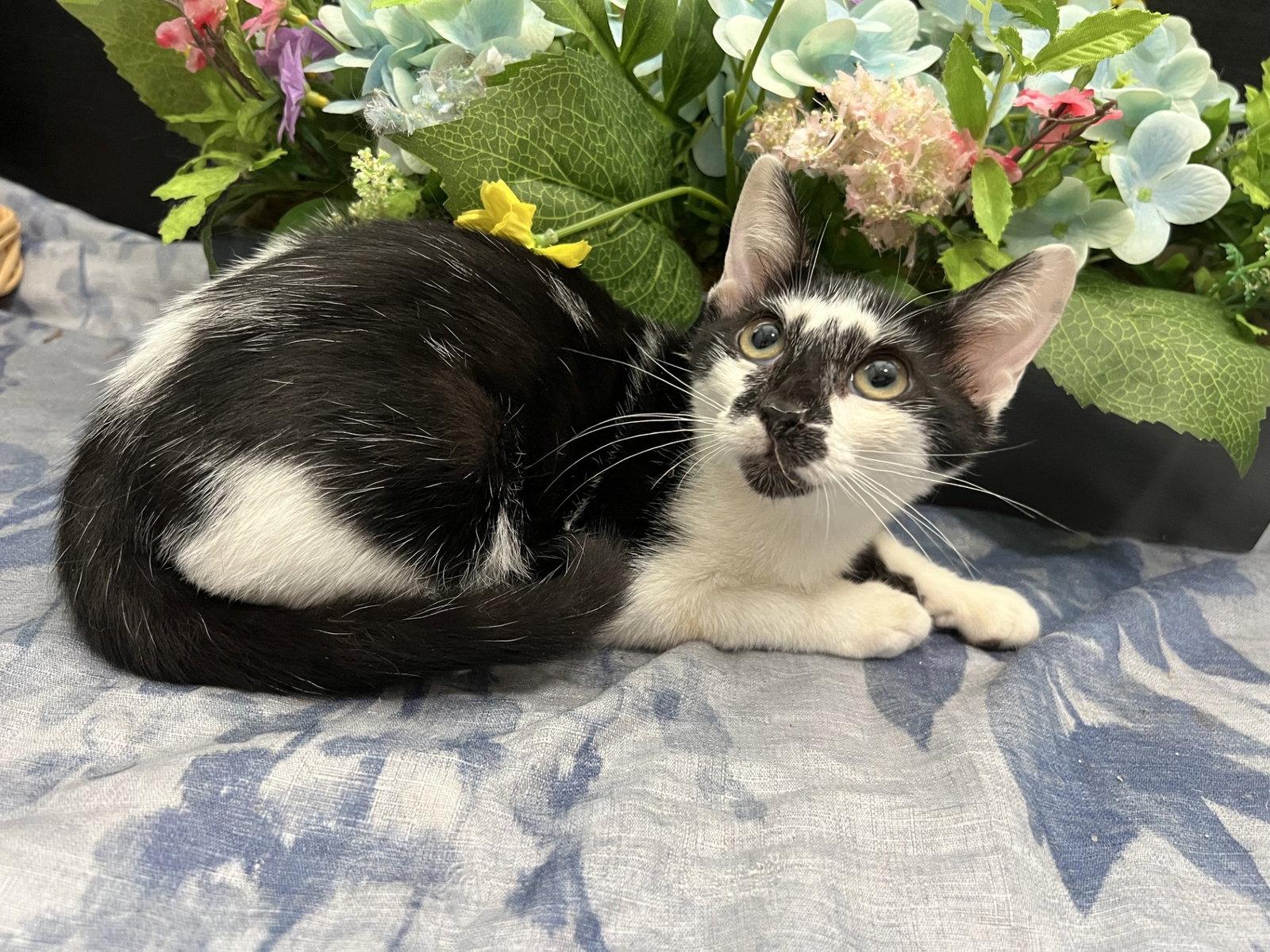 Lupin, Adoptable, Kitten Male Domestic Short Hair.