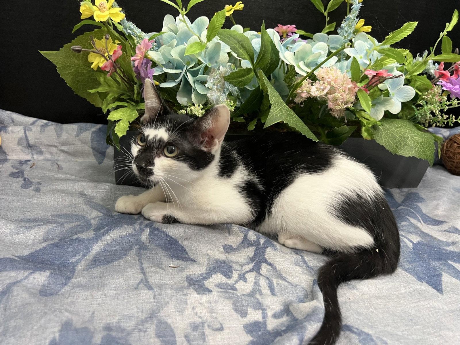 Enlarge Lupin, a Adoptable Domestic Short Hair in Fayetteville, GA image 2/3