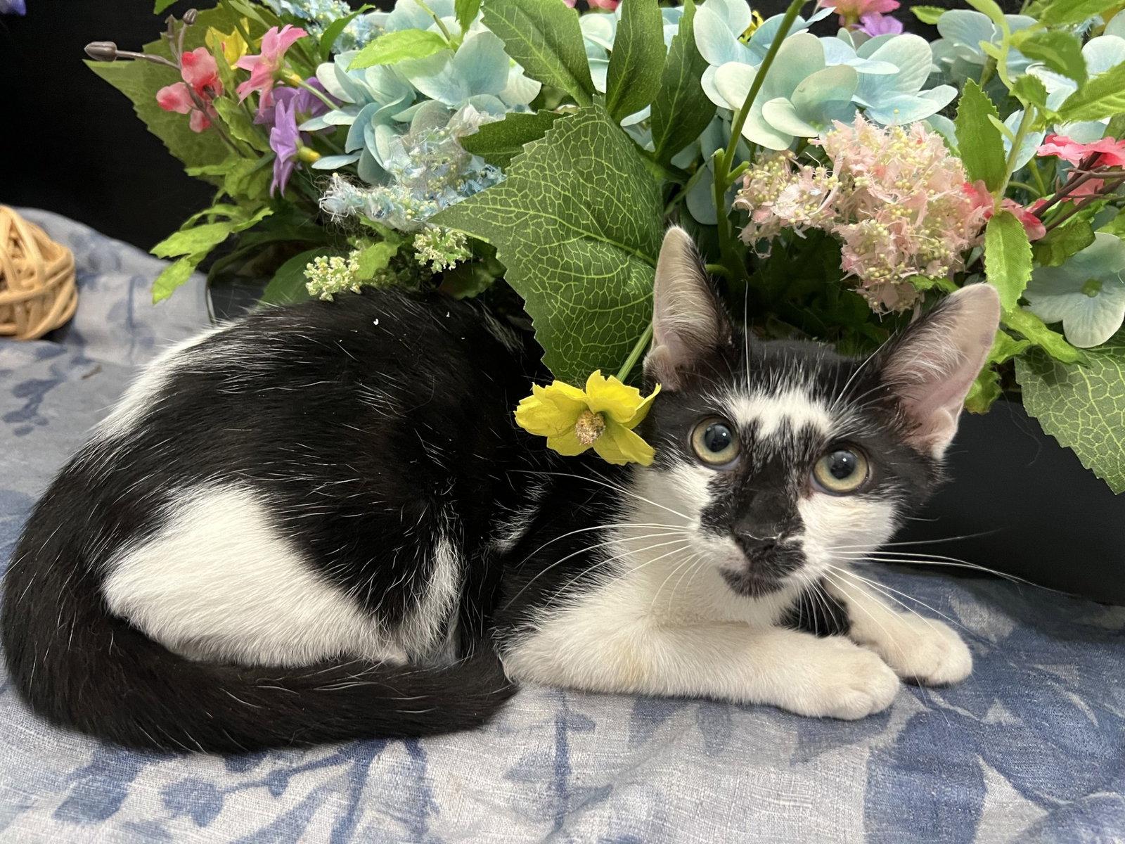 Enlarge Lupin, a Adoptable Domestic Short Hair in Fayetteville, GA image 3/3