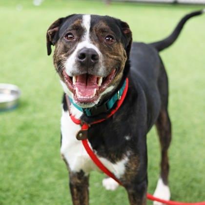 Happy, Adoptable, Adult Male Mixed Breed & Mixed Breed.