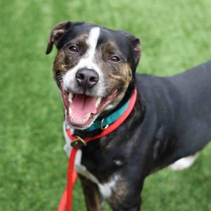 Happy, Adoptable, Adult Male Mixed Breed & Mixed Breed.