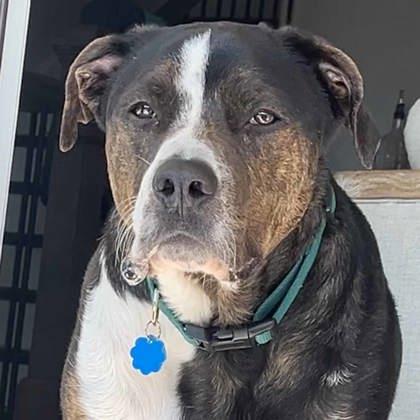 Enlarge Happy, a Adoptable mixed breed in Atlanta, GA image 1/3