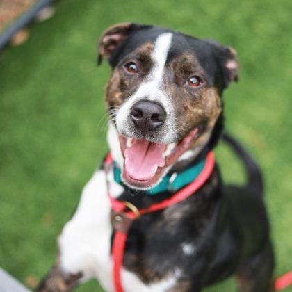 Enlarge Happy, a Adoptable mixed breed in Atlanta, GA image 2/3