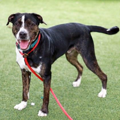Enlarge Happy, a Adoptable mixed breed in Atlanta, GA image 3/3