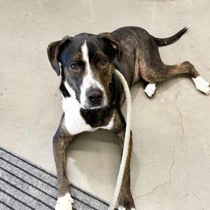 Enlarge Happy, a Adoptable mixed breed in Atlanta, GA image 2/3