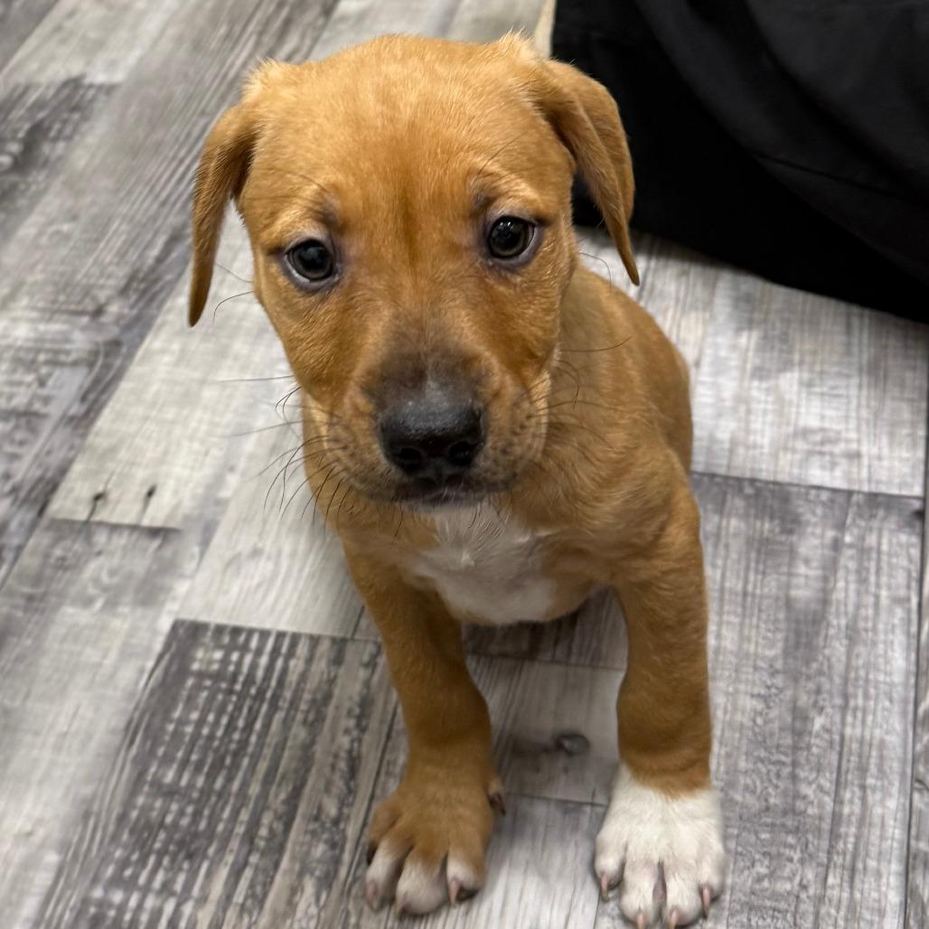 Pearl, a Adoptable mixed breed in St. Louis, MO image 6/6