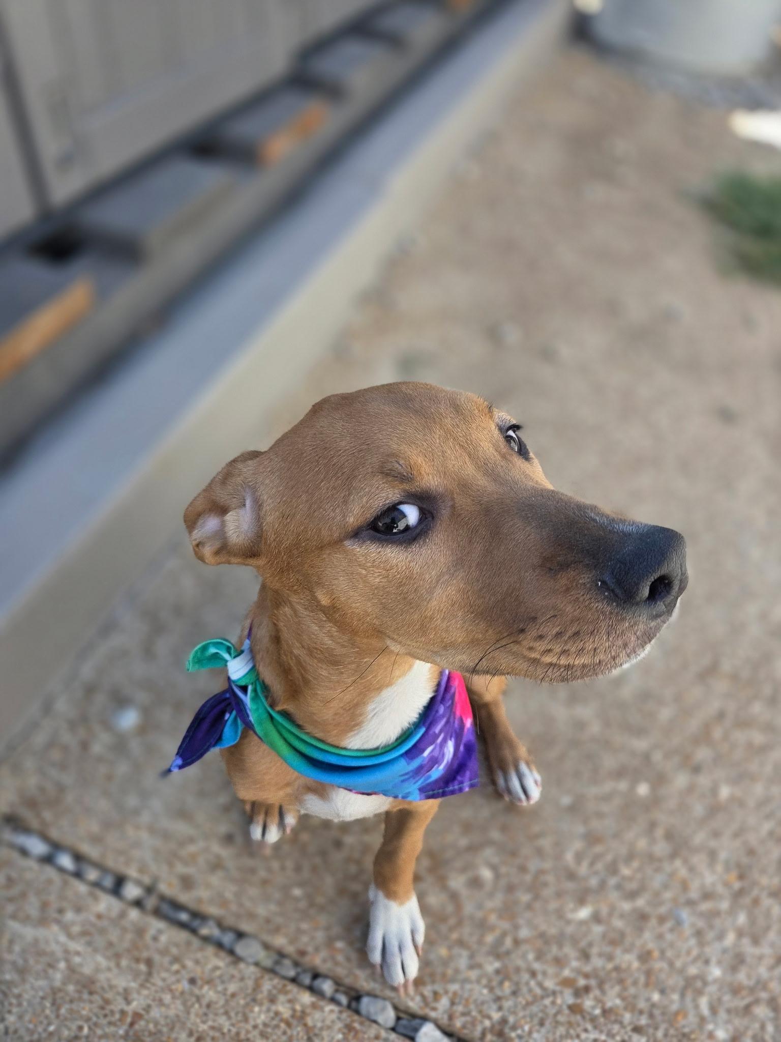 Pearl, a Adoptable mixed breed in St. Louis, MO image 1/6