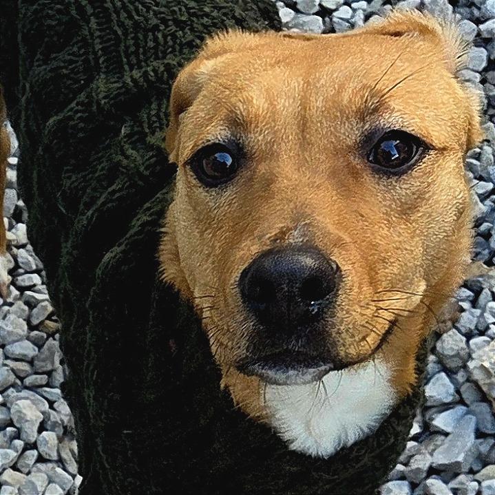 Enlarge Pearl, a Adoptable mixed breed in St. Louis, MO image 1/6