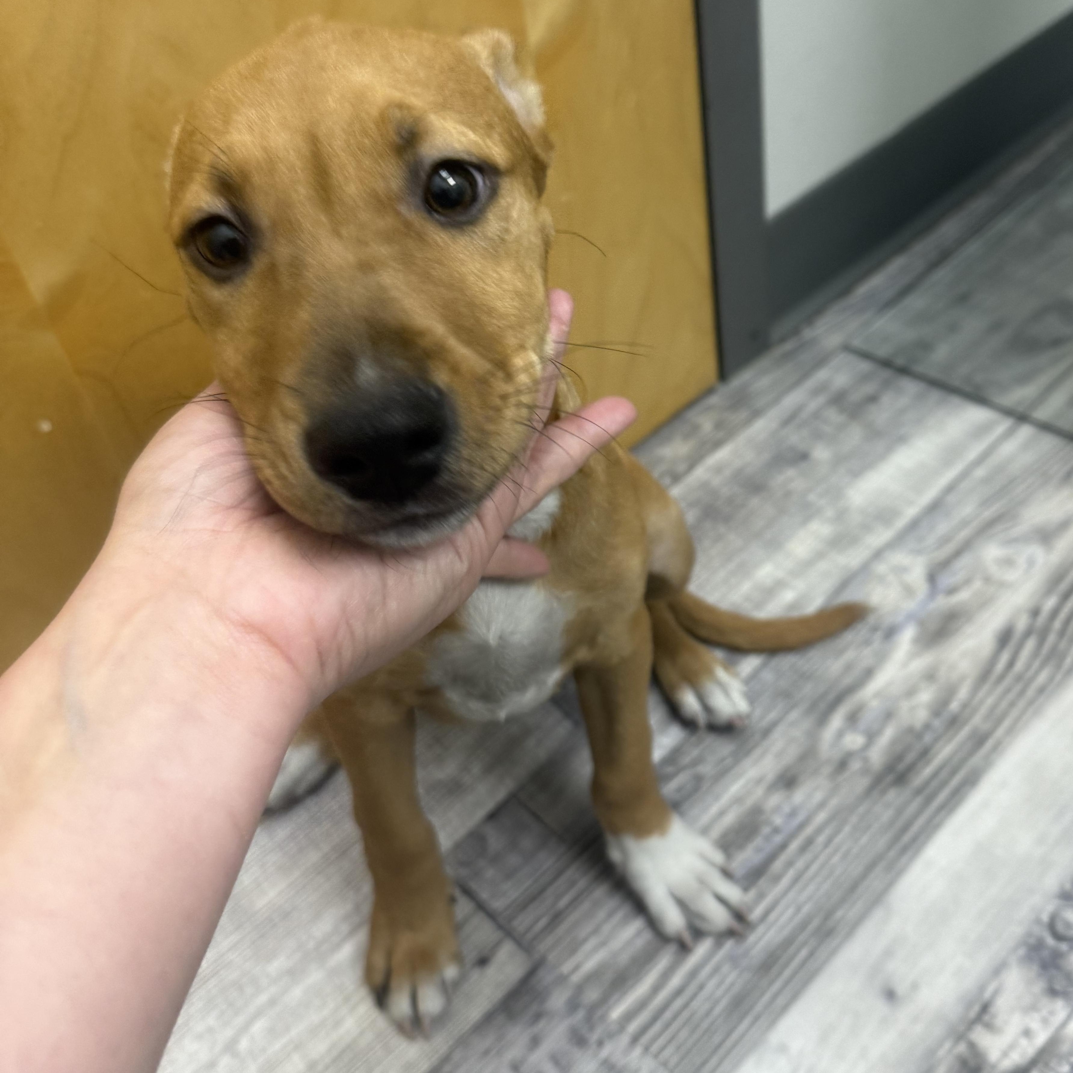 Pearl, a Adoptable mixed breed in St. Louis, MO image 4/6