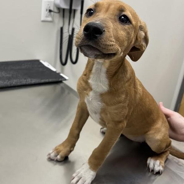 Pearl, a Adoptable mixed breed in St. Louis, MO image 3/6