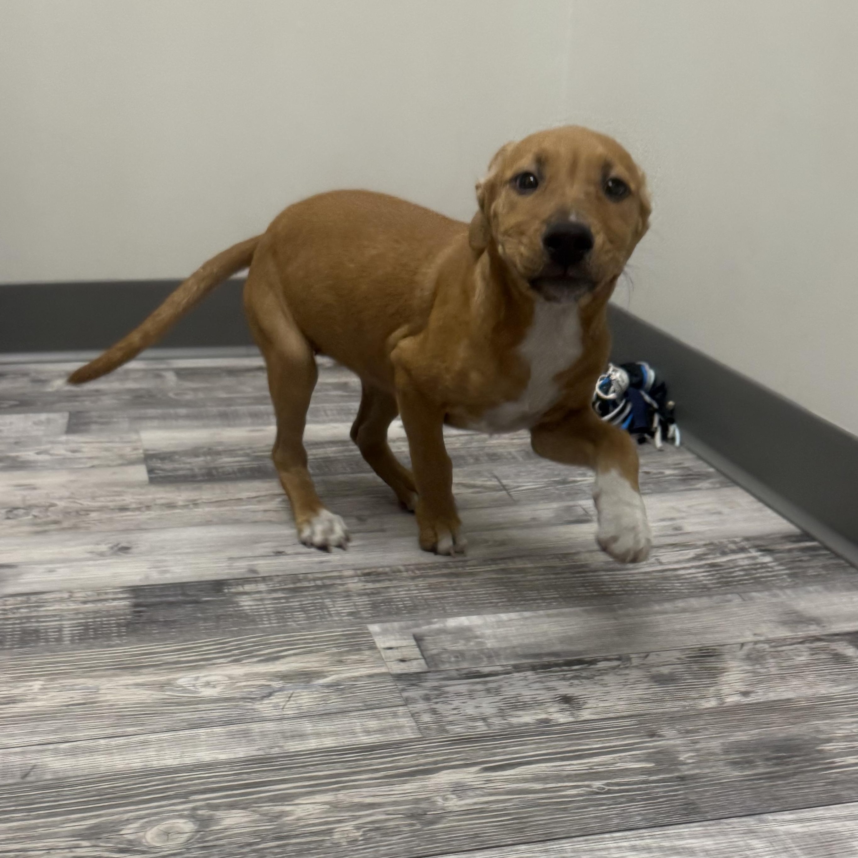 Pearl, a Adoptable mixed breed in St. Louis, MO image 5/6