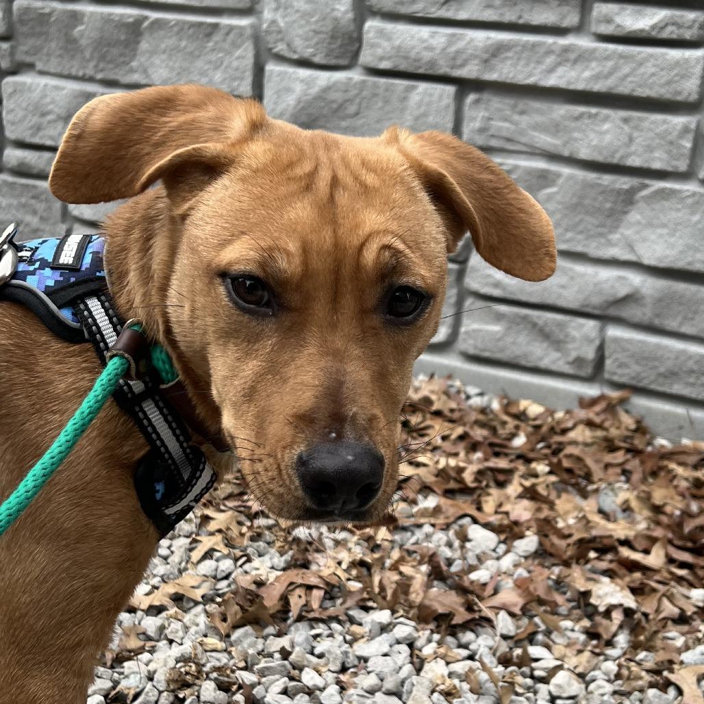 Enlarge Pearl, a Adoptable mixed breed in St. Louis, MO image 2/6