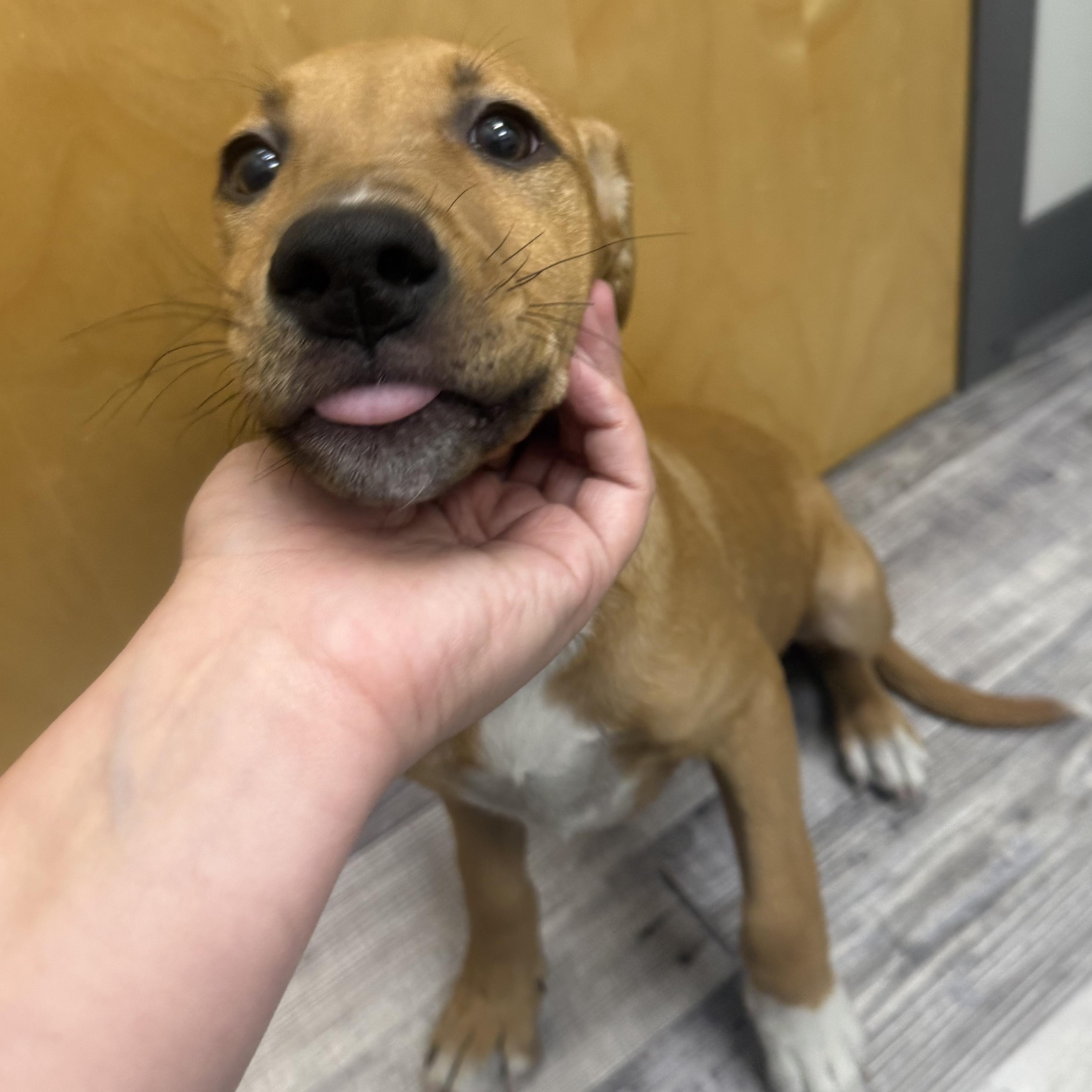 Pearl, a Adoptable mixed breed in St. Louis, MO image 2/6