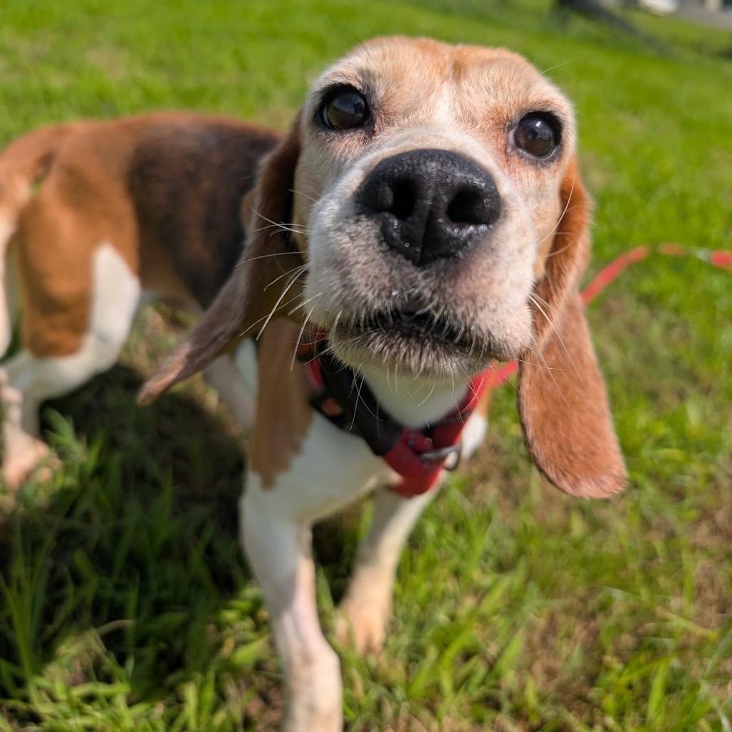 Pam, Adoptable, Adult Female Beagle.
