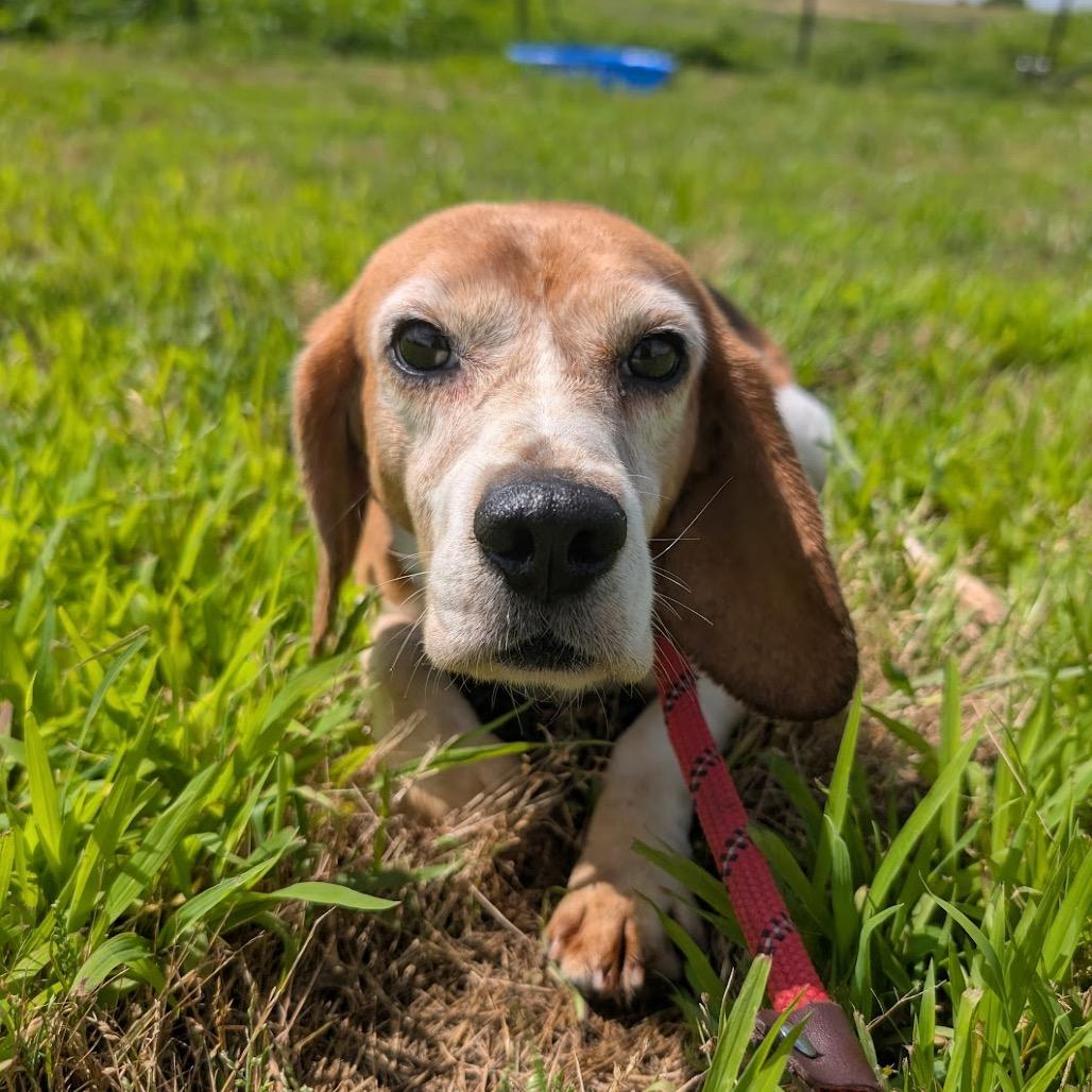 Pam, a Adoptable Beagle in Nowata, OK image 2/4